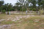 An open and airy campsite with a mixture of grass and mulch on the ground is located under the tall pines.