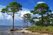 Photo of the bay side of the park; Photo shows slash pines and the shore line of the bay.