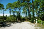 A shell base campsite with native pine trees in the background.  This site has partial shade and is a preferred tent site.