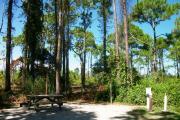 A shell base campsite with native pine trees in the background.  This site has partial shade.