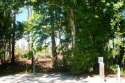 A shell base campsite with native pine trees in the background.  This site has partial shade.