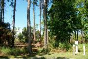 A shell base campsite with native pine trees in the background.  This site has partial shade.