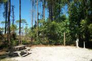 A shell base campsite with native pine trees in the background.  This site has limited shade.