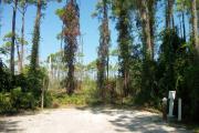 A shell base campsite with native pine trees in the background.  This site has limited shade.