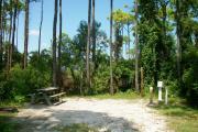 A shell base campsite with native pine trees in the background.  This site has limited shade.