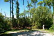 A shell base campsite with native pine trees in the background.  This site has limited shade.