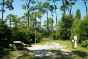 A shell base campsite with native pine trees in the background.  This site has limited shade.