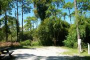 A shell base campsite with native pine trees in the background.  This site has limited shade.