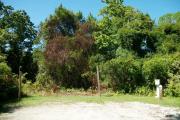 A shell base campsite with native pine trees in the background.  This site has very limited shade.
