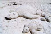 This a picture of two sea turtles sculpted from the sand at St. Joseph Peninsula State Park.