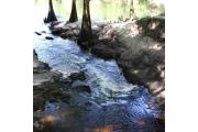 Photo: SUWANNEE RIVER SP
