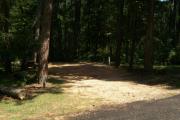 A shady campsite with native pine trees in the background.