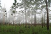 A morning view of the Sandhill which is visible from the campground and main park drive.  The fog is resting just above the wiregrass and rises up to the widely spaced Pine trees.