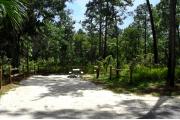 This photo illustrates the Pine and Oak vegetation surrounding the campsite.