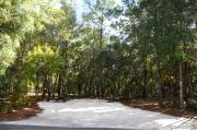 This photo shows the surrounding Pine and Oak vegetation around this site.