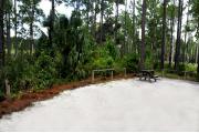 This photo shows the surrounding Pine, Palm and low vegetation around this site.