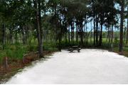 This photo shows the surrounding Pine and Oak vegetation around this site with a nice view of the wiregrass and Pine trees behind the site.