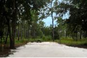 This photo shows the surrounding Pine and Oak vegetation around this site.