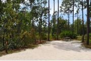 This photo shows the surrounding tall Pines and wildflowers which are in bloom during the late summer and early fall.
