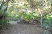 Small opening in the saw palmetto and small oak trees behind site number 2.