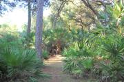 Narrow pathway at back of site surrounded by saw palmetto with one pine tree along path.