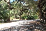 View from rear of site to road show casing several large oaks along the sides of the site and a cabbage palm at the left corner on the road.