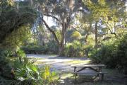 The view from the rear of the site facing the road mostly shaded under oak trees and surrounded by saw palmetto.