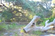 View from rear of site includes large fallen oak and sprawling oak trees.