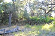 The view from the rear of the site includes large oak trees with hanging moss, musk dime vine, saw palmetto and a large fallen oak tree.
