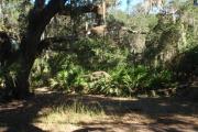 The view from the rear of the site showcases a large oak tree covered in hanging moss and saw palmetto at the rear of an opening in the palmettos and oak trees.