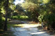 40x19 foot shell rock site with water and electric hook ups with saw palmetto as the perimeter and a medium sized oak tree at the front left side of site.
