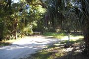 40x19 foot shell rock site with water and electric hook ups. A cabbage palm stands at the front right side of the site. Picnic table and small cabbage palm in rear.