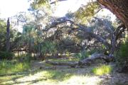 View from back of site includes large fallen oak tree and saw palmetto.