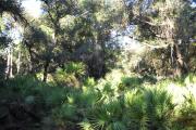 View from rear of site facing the woods that in clued large saw palmetto over 5 feet tall and small oaks behind the palmettos.