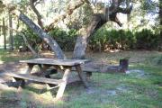 Picnic table and fire pit/grill in front of a sprawling oak tree with hanging moss.