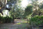 View from rear of site facing the woods saw palmetto on right and left sides, two small oak trees in the middle.