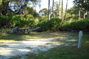 35x30 foot shell rock site with electric hook up on right side, picnic table and fallen oak on left side. Saw palmetto in rear.