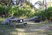 Picnic table and fire pit / grill in front of large fallen oak and saw palmettos.