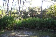 View from rear of site facing the woods that includes large saw palmettos.