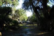 View is from rear of site facing the woods including a path way through the oaks and palmettos to a large fallen oak tree.