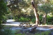 Picnic table and fire pit/grill in front. Medium size oak tree and saw palmetto behind the table.