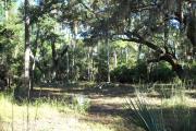 View from rear of site facing the woods showing a cleared space of just grass before the pine and oak trees in the background.