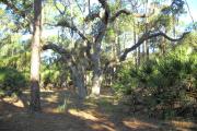 View from rear of site facing the woods that includes a large sprawling oak tree with hanging moss in the center, with saw palmetto on right and a pine tree on the left.