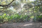 View from rear of site facing the woods, ground covered with oak leaves with saw palmetto in rear.
