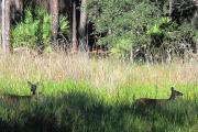 View from rear of site facing marsh, two doe deer walking through one facing right the other facing the site.