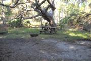 Fire grill and picnic table in front of large sprawling oak.