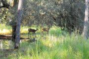 View from rear of site facing the woods through tall grass where two deer stand under three oak trees.