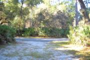 View from rear of site facing the road saw palmetto on both sides of shell rock pad. One oak tree on right.