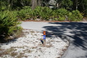 Looking at LOOP 1 #2 from camping area road - sunny site surrounded by palmettos and green trees; ADA Site, paved