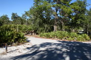 Photo is looking at LOOP 1 #2, a different view of the entrance to the site.  Palmetto and trees surround the site.